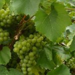 Bourgogne-blanc