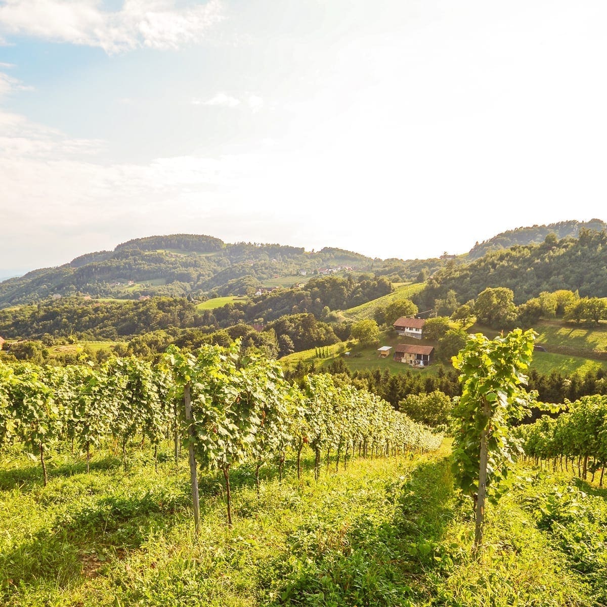 Bourgogne-Blanc