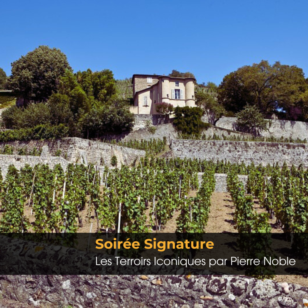 signature terroirs iconiquess